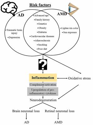 The Role of Inflammation and Infection in Age-Related Neurodegenerative Diseases: Lessons From Bacterial Meningitis Applied to Alzheimer Disease and Age-Related Macular Degeneration